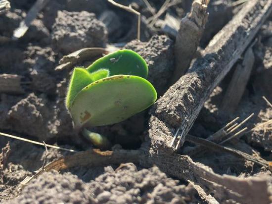 Newly emerged soybeans faced frosty and even freezing conditions in some regions this week. Farmers will need to assess those stands and make replant decisions in the coming days. (DTN photo by Pamela Smith)