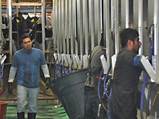 Workers on a dairy farm in New York now qualify as an agricultural activity eligible for consideration under the H-2A program. The Department of Homeland Security issued new guidance allowing dairies to use the program. (DTN photo by Chris Clayton)
