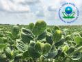 EPA is no longer certain it can defend over-the-top dicamba use against lawsuits, given another season of off-target dicamba injury complaints. But the agency refuses to commit to a timeline for a decision on dicamba use moving forward. (DTN file photo by Pamela Smith)