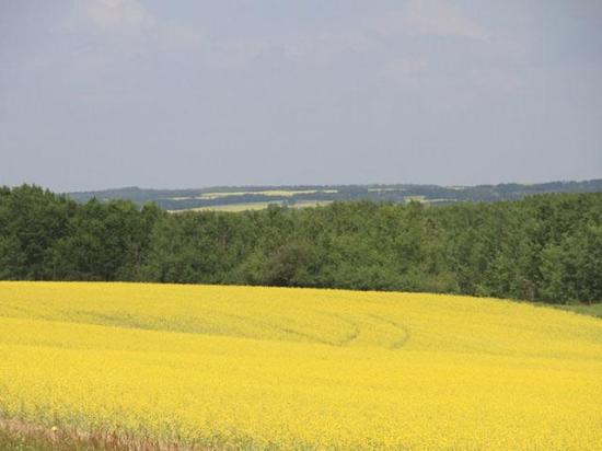 EPA finalized a rule Thursday that allows fuels produced using canola and rapeseed oils to qualify for the Renewable Fuel Standard. (DTN file photo)