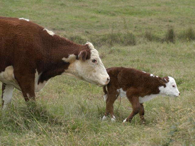 Dr. Ken McMillan recommends producers check cows that are in labor at least three times a day -- heifers even more often. (DTN/Progressive Farmer file photo)