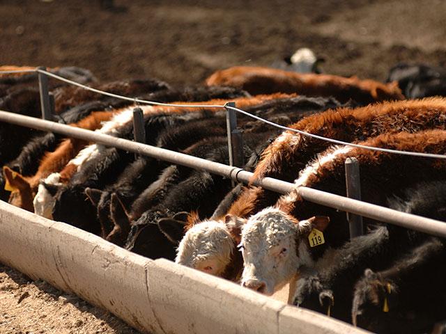 Cattle producers may see relief on the feed front as corn prices are poised to fall. (DTN/Progressive Farmer file photo)