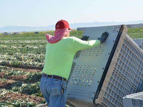 A farmworker in California moves crates into position as part of the onion harvest near Brawley, California, in April 2024. Farm groups are criticizing a bill signed into law by Gov. Gavin Newsom that will set the minimum wage for farmworkers at $19.75 an hour starting in 2027. (DTN photo by Chris Clayton)