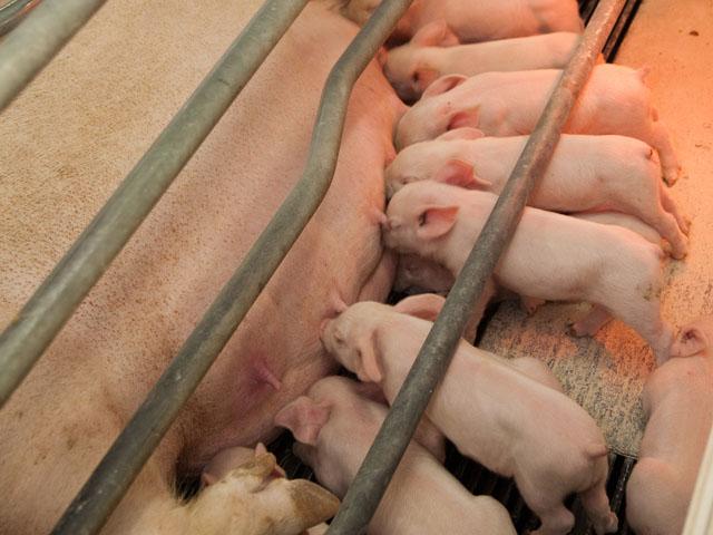 Under the Supreme Court's decision, you won't be able to sell pork in California if you prevent the pig from 