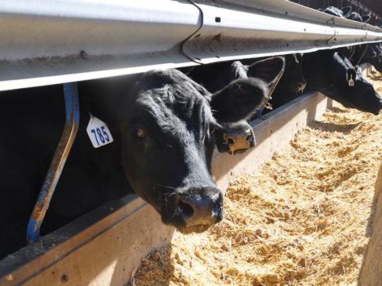 Agridime, a Texas-based company, claimed its program provided a way for investors to passively profit from owning cattle. Instead, the CFTC and SEC claimed Agridime was operating a Ponzi scheme that recruited new investors to pay off other investors. The company now has agreed to pay nearly $103 million in restitution, and its assets will likely be sold through a court order. (DTN file photo)