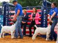 FFA members show a goat class in front of Agriculture Secretary Brooke Rollins and Education Secretary Linda McMahon at the Great American State Fair. (DTN photo by Jake Zajkowski)