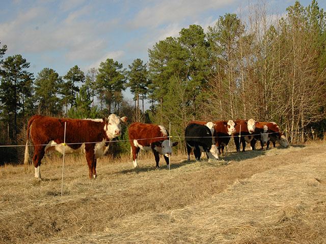 How Soon Can Cattle Graze After Fertilizing: Best Practices