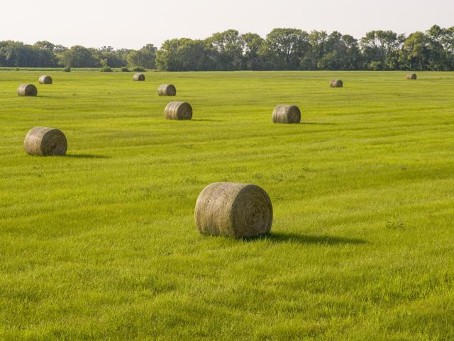 Great planting conditions for forage exist this spring after wet conditions were seen in 2019, but forage demand could fall with the economic impact of the COVID-19 pandemic. (DTN photo by David L. Hansen)