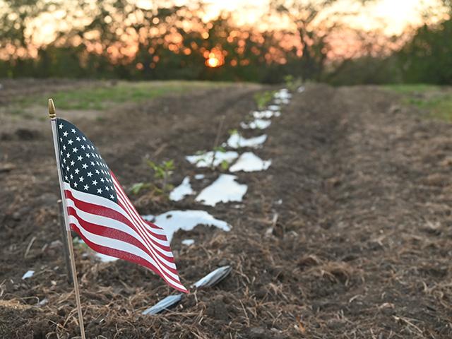 The Patriot Ranch near Earlham, Iowa, is providing a place for all patriots to learn and find purpose. Here, a flag marks a newly planted row of elderberry plants, which is part of the farm. (DTN/Progressive Farmer photo by Jennifer Carrico)