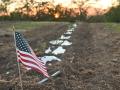 The Patriot Ranch near Earlham, Iowa, is providing a place for all patriots to learn and find purpose. Here, a flag marks a newly planted row of elderberry plants, which is part of the farm. (DTN/Progressive Farmer photo by Jennifer Carrico)