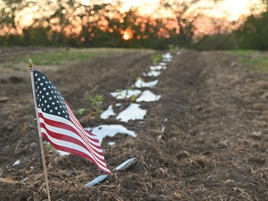 The Patriot Ranch near Earlham, Iowa, is providing a place for all patriots to learn and find purpose. Here, a flag marks a newly planted row of elderberry plants, which is part of the farm. (DTN/Progressive Farmer photo by Jennifer Carrico)