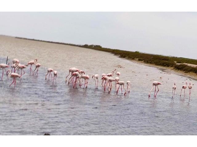 The Camargue, the delta through which the Rhone River flows to the Mediterranean Sea, is famous for its flamingos -- and its rice.  (Photo by Urban Lehner)