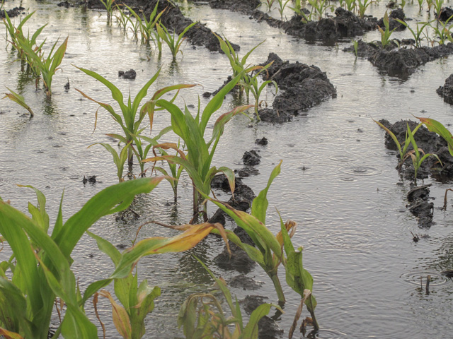 As extreme weather events such as heavy rains become more common, corn growers need to focus on making their crop more resilient to stress. Purdue&#039;s Bob Nielsen has 10 steps he recommends. (DTN file photo)