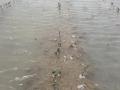 A soybean field underwater for almost two weeks on land near the Cache River in Arkansas, which has been just under moderate flood stage for well over two weeks and not expected to fall anytime soon. And it&#039;s no secret that soybeans don&#039;t like wet feet. (Photo courtesy of Joe Christian)