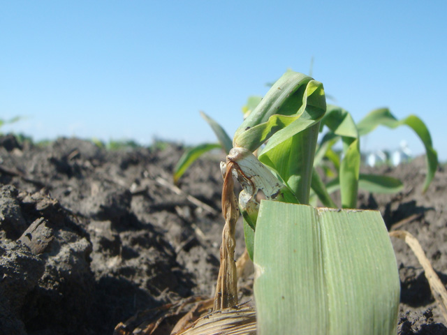 A May cold snap looms for parts of the upper Plains and Midwest this week. Newly emerged soybeans and young corn plants, such as the one above, may be at risk for freeze damage. (DTN photo by Pamela Smith)