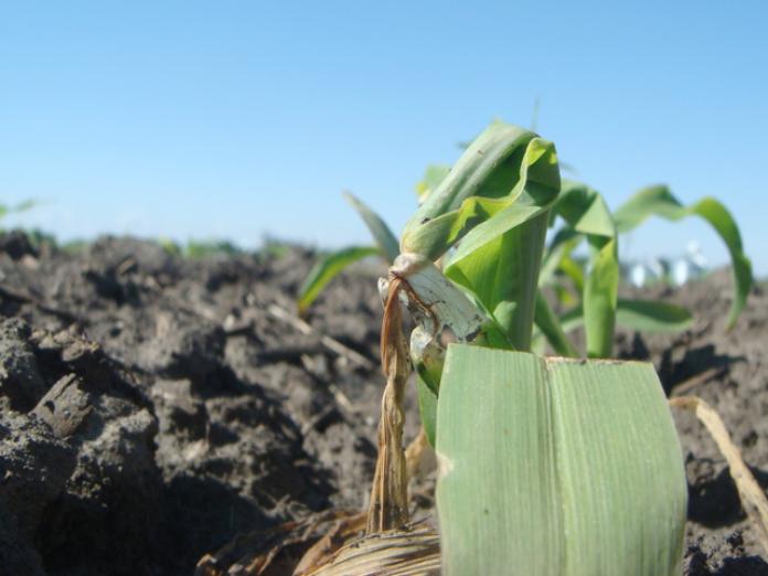 May Cold Snap Threatens Some Crops In The Midwest And Plains