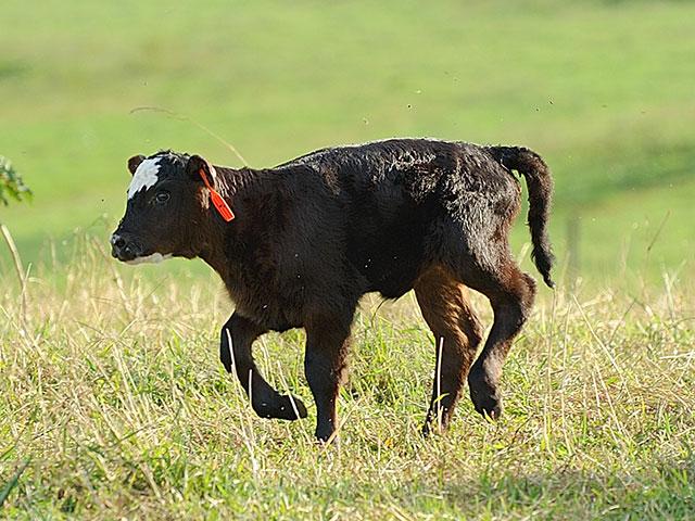 Prevention is better than treatment in cases of navel or joint ill. (DTN/Progressive Farmer file photo)