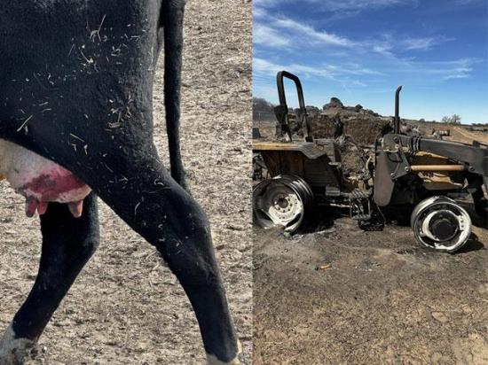 A cow&#039;s burn injuries, a pile of blackened hay and destroyed machinery show some of the devastation caused by the Smokehouse Creek Fire northwest of Canadian, Texas just outside the city limits. (Photos by Quentin Shieldknight)