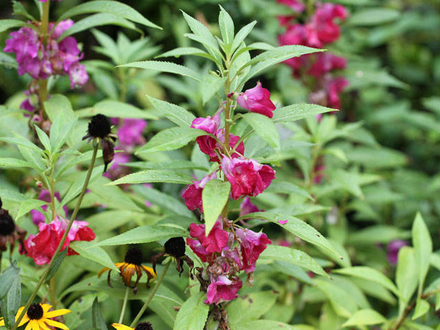 The garden balsam that grows in my garden is the same that grew for decades in my grandmother's garden. It continues to dish out lessons to those who listen. (DTN photo by Pamela Smith)