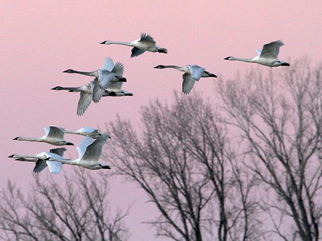 Migrating trumpeter swans visited the DeSoto National Wildlife Refuge on the Nebraska/Iowa border on Thanksgiving Day. The swans can weigh between 20 to 30 pounds, reach 6 feet in length when their necks are fully extended, and have average wingspans of about 8 feet. (DTN photo by Elaine Shein)