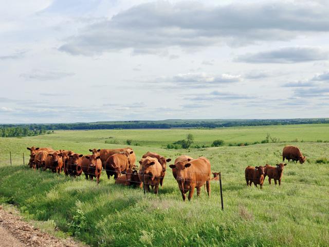 The University of Missouri Extension is offering a series of webinars followed by an in-person conference throughout the year to teach women producers about livestock management. (DTN/Progressive Farmer file photo by Jim Patrico)