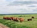The University of Missouri Extension is offering a series of webinars followed by an in-person conference throughout the year to teach women producers about livestock management. (DTN/Progressive Farmer file photo by Jim Patrico)