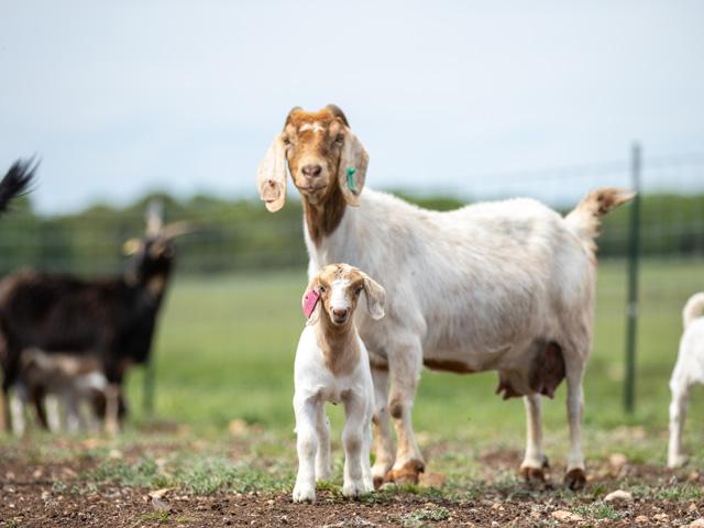 New World screwworm is spreading across Texas and causing economic losses for all livestock producers. (DTN photo by Erin Worrell)