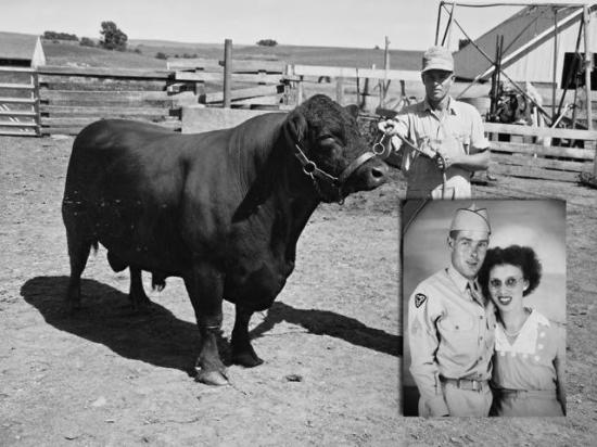Lonnie Carrico holds an Angus bull used on the farm, likely in the 1970s. The inset photo shows Lonnie and Ardis Carrico during his time in the Army during World War II. (Photos courtesy of Jennifer Carrico)