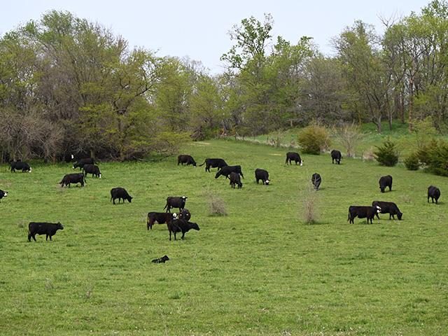 University of Missouri Extension educates beef producers on various subjects during workshops. (DTN/Progressive Farmer photo by Jennifer Carrico)
