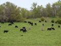 When the cattle market&#039;s fundamental and technical factors don&#039;t align, it&#039;s anyone&#039;s guess which facet may win the daily battle. (DTN file photo by Jennifer Carrico)