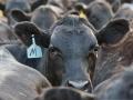 The National Beef processing facility in Liberal, Kansas was closed March 21 after an overnight fire in the loading dock. (DTN/Progressive Farmer file photo by Jennifer Carrico)