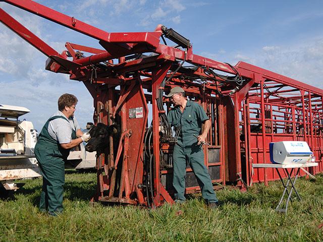 Pain medications today require a prescription from a veterinarian, and that means the producer and the vet need to have a VCPR (Veterinarian Client Patient Relationship) in place. (DTN/Progressive Farmer file photo)