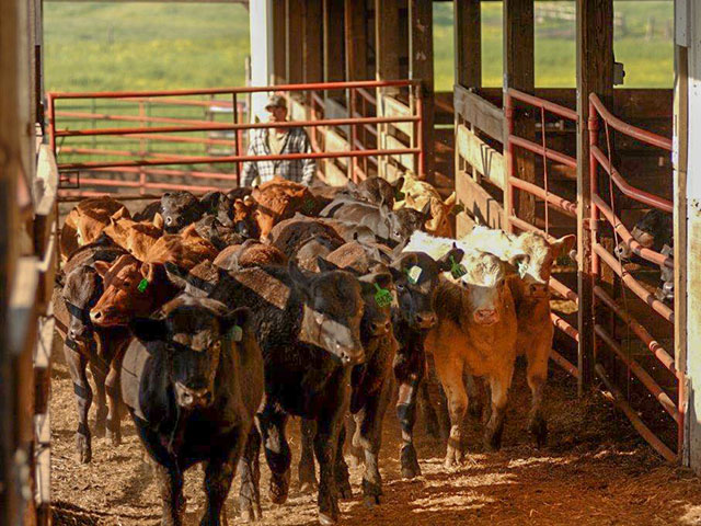 Interstate movement of cattle may require radio frequency identification tags one day, but for now, USDA has paused implementation of the program. (DTN/Progressive Farmer file photo by Jim Patrico)
