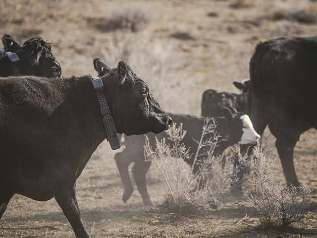 Halter virtual fence collars are seen on cows at the High Lonesome Ranch in western Colorado. The company just announced the collars will be run by satellite connection, which makes it more accessible for large ranches with rough terrain. (Photo courtesy of Adam Bove)