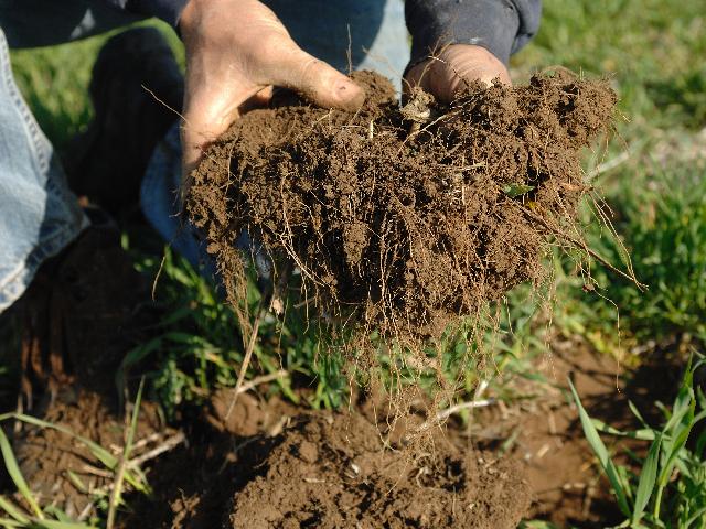 A farmer pulls up a clump of soil to show the root system for cover crops. USDA has announced it is boosting funding for its regenerative agricultural pilot program for fiscal year 2027 to $1 billion. (DTN file photo)