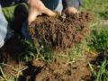 A farmer pulls up a clump of soil to show the root system for cover crops. USDA has announced it is boosting funding for its regenerative agricultural pilot program for fiscal year 2027 to $1 billion. (DTN file photo)