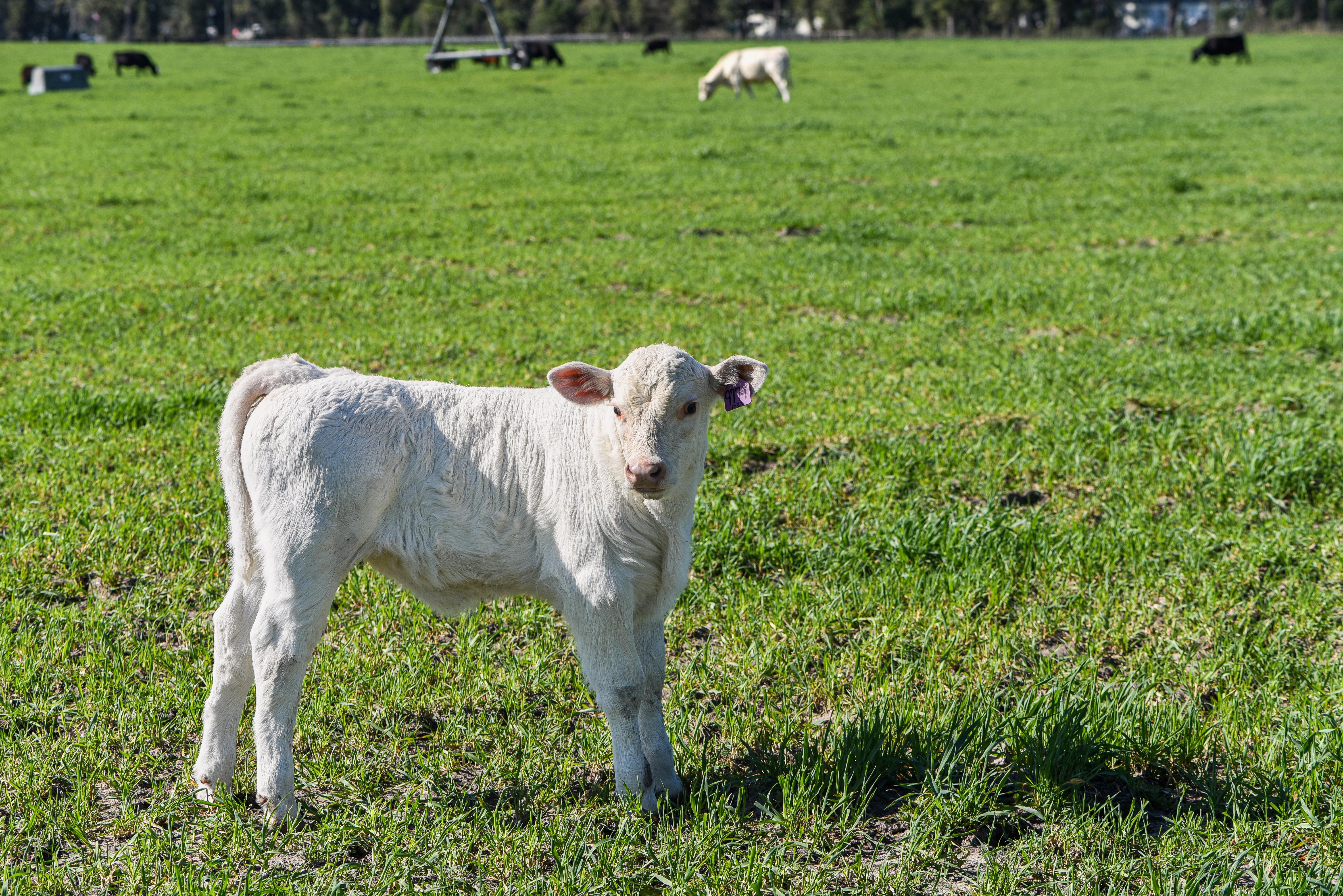 Colostrum replacers and electrolytes are the go-to solutions for at-risk calves. (DTN/Progressive Farmer photo by Becky Mills)