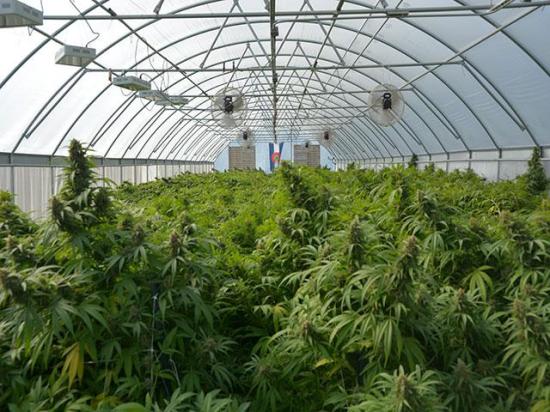 Hemp at a farm in eastern Colorado in 2021. The hemp industry grew out of a provision in the 2018 farm bill, but lawmakers and state attorneys general say the legislation created a loophole for intoxicating products that wasn&#039;t anticipated. Now they want to restrict those products. (DTN file photo by Chris Clayton)