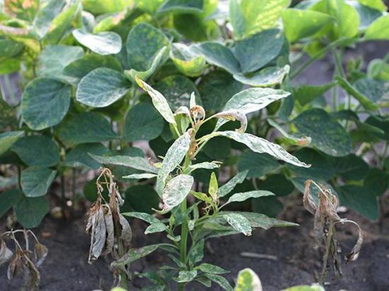 Waterhemp that is resistant to dicamba herbicide have been positively identified in Saline County in west-central Missouri. (DTN photo by Pamela Smith)