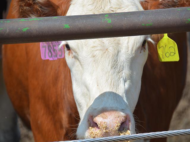 A U.S. district judge in a beef price-fixing case in Minnesota ruled that a group of cow-calf producers don&#039;t have standing to sue the country&#039;s largest packers because they didn&#039;t show how they were directly hurt or that the packers specifically colluded to bring down fed cattle prices in 2015. (DTN photo by Chris Clayton)