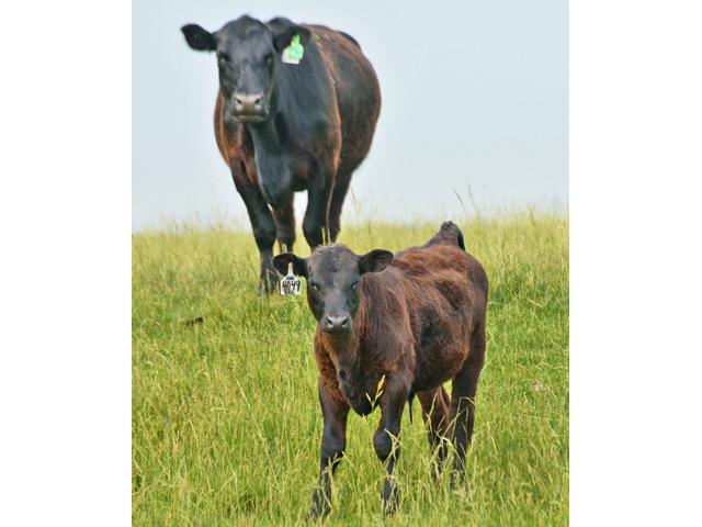 Feedlots have got to see one side of the market give, in order for their own numbers to work out. (DTN file photo by Jim Patrico)