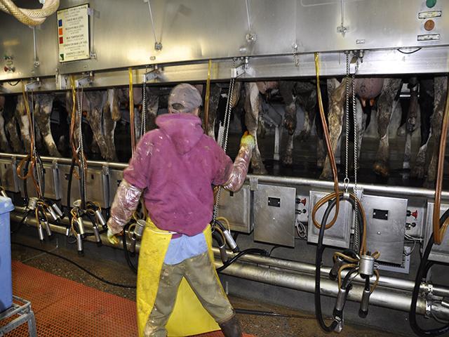 A worker checks milking equipment on a dairy farm in Kansas. USDA has a pilot program to try to connect more farmers with H-2A labor, but that might not work for a livestock operation that requires workers year-round. (DTN file photo) 