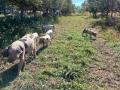 Hoch Orchard &amp; Gardens is hosting a livestock giveaway contest to rehome its pasture-raised pigs and sheep. (Photo courtesy Hoch Orchard &amp; Gardens)
