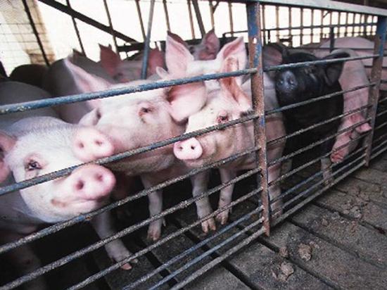 Democratic senators are asking leaders of the Senate Agriculture Committee not to include language in the next farm bill that would restrict states and local governments from regulating production practices due to interstate commerce. Any legislation that prohibits state laws over agricultural products would go beyond just California and its Proposition 12. (DTN file photo)