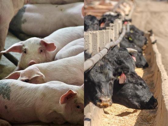 World Organization of Animal Health leaders say more money should be spent on disease prevention to save money spent on animal health crises. (DTN/Progressive Farmer photos by Jennifer Carrico)
