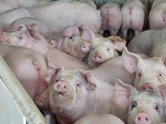 USDA released its Sept. 1 Quarterly Hogs and Pigs report on Thursday. (DTN file photo by Jennifer Carrico)