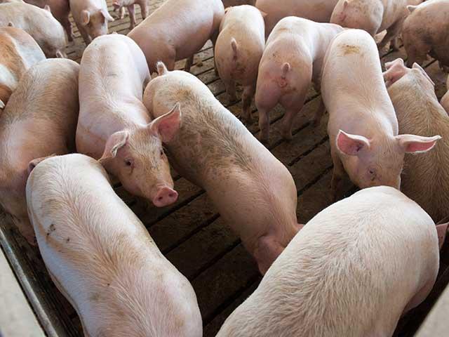 A federal court in Massachusetts upheld the state&#039;s animal welfare law created as a result of ballot Question 3. (DTN file photo)