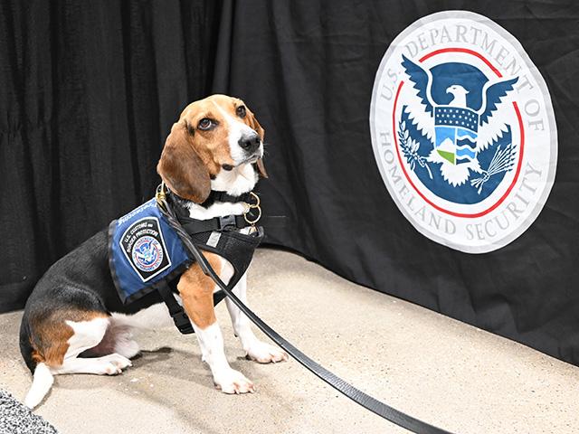 The Senate passed the Beagle Brigade Act to help fund the program to train canines to sniff out foreign animal diseases. It awaits House approval. (DTN/Progressive Farmer photo by Jennifer Carrico)