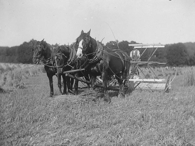 Farming has come a long way in the past couple hundred years, thanks largely to inputs that rely on carbon fuels. Finding new alternatives, while feeding a growing world population that is now estimated to be more than 8 billion, presents big challenges ahead. (Public domain photo)