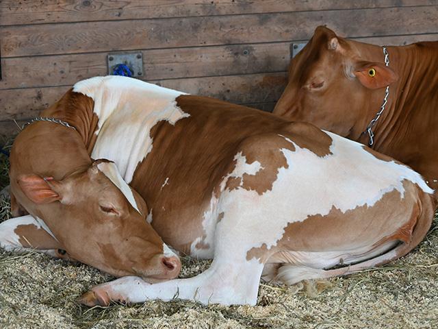A dairy heifer relaxes in the cattle barn at the Iowa State Fair. Dairy barn numbers were down this year due to the need to test for avian influenza prior to transport and to protect herds at home. (DTN/Progressive farmer photo by Jennifer Carrico)